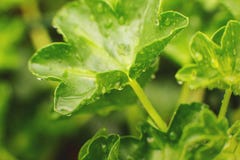 naturdetalj Grön bladtexturbakgrund, grönt blad i trädgården med små droppar av vatten begreppsuniversitetsl?raren gl?mmer global royaltyfri fotografi naturdetalj Grön bladtexturbakgrund, grönt blad i trädgården med små droppar av vatten begreppsuniversitetsl?raren gl?mmer global royaltyfri fotografi