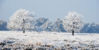 Nature And Snow Royalty Free Stock Photography