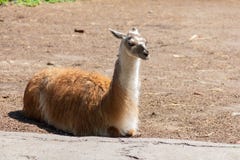 Lama lies on the lawn and enjoys the warm sunshine royalty free stock photography Lama lies on the lawn and enjoys the warm sunshine royalty free stock photography