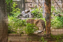 snow leopard is watching people from valier stock photo snow leopard is watching people from valier stock photo