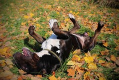 Funny English Bull Terrier rolling, enjoying warm autumn in the nature
