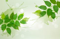 Nature background with green spring leaves vector illustration Nature background with green spring leaves vector illustration