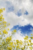 Nature Background With Clouds And Sky Stock Image