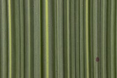 nature bamboo leaf background pattern texture board stock photography nature bamboo leaf background pattern texture board stock photography