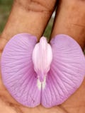 Nature is beautiful royalty free stock photos Nature is beautiful royalty free stock photos