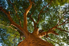 Nature, Big Trees, Shade, Tree Height. Royalty Free Stock Photography Nature, Big Trees, Shade, Tree Height. Royalty Free Stock Photography