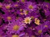 purple daisy flowers in a floral arrangement, background and texture stock photos purple daisy flowers in a floral arrangement, background and texture stock photos