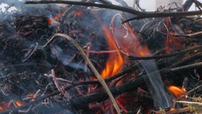 Nature burns, bushes, tree branches,green grass, dry reeds burns with a powerful flame in a fraction of a second, dark