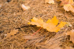 Nature d'automne Feuilles de jaune sur l'herbe photographie stock libre de droits Nature d'automne Feuilles de jaune sur l'herbe photographie stock libre de droits
