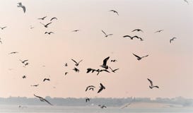 Nature de mer, le troupeau des mouettes volant au-dessus de la mer à la recherche des poissons un matin brumeux illustration de vecteur Nature de mer, le troupeau des mouettes volant au-dessus de la mer à la recherche des poissons un matin brumeux illustration de vecteur