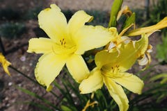 Yellow beautiful flower blooming in field royalty free stock image Yellow beautiful flower blooming in field royalty free stock image