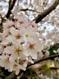 Sakura royalty free stock photo Sakura royalty free stock photo