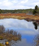 Manuels River scenic landscape in Spring royalty free stock photography Manuels River scenic landscape in Spring royalty free stock photography
