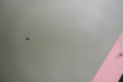 Pond skater on a green lake royalty free stock photo Pond skater on a green lake royalty free stock photo