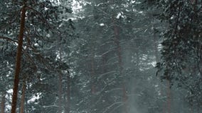 Nature, snowfall, winter forest, snow