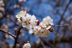 Flowering branch, pale white flowers with yellow pollen against the blue sky royalty free stock photo Flowering branch, pale white flowers with yellow pollen against the blue sky royalty free stock photo