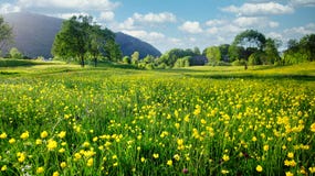 Nature Spring Landscape With A Field Of Wild Yellow Buttercups, Green Trees And White Clouds In Blue Sky Stock Photo Nature Spring Landscape With A Field Of Wild Yellow Buttercups, Green Trees And White Clouds In Blue Sky Stock Photo