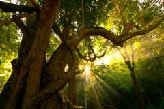Nature Sunlight Sky Sun Exposure Sam Light Stock Photography Nature Sunlight Sky Sun Exposure Sam Light Stock Photography