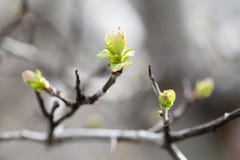 Nature tendre de printemps en parc Le premier vert part, vue de brindille d'arbre macro, foyer sélectif Beau fond de bokeh Photo stock Nature tendre de printemps en parc Le premier vert part, vue de brindille d'arbre macro, foyer sélectif Beau fond de bokeh Photo stock