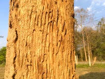 Nature royalty free stock image Nature royalty free stock image