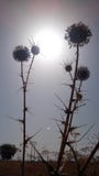 Naturlig effekt vid herrvadher royaltyfri foto Naturlig effekt vid herrvadher royaltyfri foto