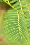 naturlig grön lövverk för härliga ormbunkesidor royaltyfria bilder naturlig grön lövverk för härliga ormbunkesidor royaltyfria bilder