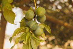 Naturlig grön rå plommonfrukt på träd med sidor i Asien royaltyfri bild Naturlig grön rå plommonfrukt på träd med sidor i Asien royaltyfri bild