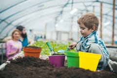 naturligt smutsa rik naturlig jord för att arbeta i trädgården litet pojkebondearbete i växthus med naturlig jord naturligt smuts royaltyfri bild naturligt smutsa rik naturlig jord för att arbeta i trädgården litet pojkebondearbete i växthus med naturlig jord naturligt smuts royaltyfri bild