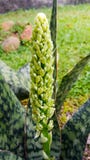 Naturrally tropikalne rośliny od Java zdjęcie stock Naturrally tropikalne rośliny od Java zdjęcie stock