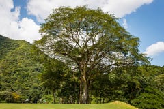 Natury fotografia, pole golfowe i relaksuje w Caracas, Wenezuela obrazy stock Natury fotografia, pole golfowe i relaksuje w Caracas, Wenezuela obrazy stock