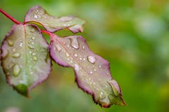 Natuurlijke achtergrond van een nat roze blad royalty-vrije stock foto Natuurlijke achtergrond van een nat roze blad royalty-vrije stock foto