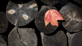 Natuurlijke achtergrond van houten logboeken met een de herfstblad ontbossing zaagmolen De bouw stock afbeelding Natuurlijke achtergrond van houten logboeken met een de herfstblad ontbossing zaagmolen De bouw stock afbeelding