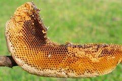 Natuurlijke bijenbijenkorf stock fotografie Natuurlijke bijenbijenkorf stock fotografie