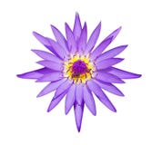 Natürlicher violetter Lotos und Bienen lokalisiert auf weißem Hintergrund mit lizenzfreie stockbilder Natürlicher violetter Lotos und Bienen lokalisiert auf weißem Hintergrund mit lizenzfreie stockbilder