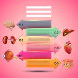 Nauki infographics z strzała i ludzkimi organami, różowy tło ilustracji Nauki infographics z strzała i ludzkimi organami, różowy tło ilustracji