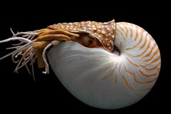 Nautilus Pompilus Royalty Free Stock Photo Nautilus Pompilus Royalty Free Stock Photo