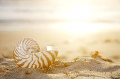 Nautilus shell on beach Stock Photography Nautilus shell on beach Stock Photography