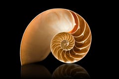 Nautilus shell on black background Royalty Free Stock Photos Nautilus shell on black background Royalty Free Stock Photos