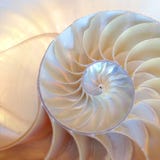 Nautilus Shell Symmetry Fibonacci Half Cross Section Spiral Golden Ratio Structure Growth Close Up Back Lit Mother Of Pearl Close Royalty Free Stock Photos Nautilus Shell Symmetry Fibonacci Half Cross Section Spiral Golden Ratio Structure Growth Close Up Back Lit Mother Of Pearl Close Royalty Free Stock Photos