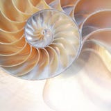 Nautilus shell symmetry Fibonacci half cross section spiral golden ratio structure growth close up back lit mother of pearl close royalty free stock image Nautilus shell symmetry Fibonacci half cross section spiral golden ratio structure growth close up back lit mother of pearl close royalty free stock image
