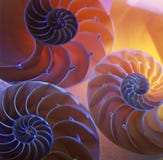 Nautilus shells. 3 halved nautilus shell displayed and lit to reveal the symmetrical center Nautilus shells. 3 halved nautilus shell displayed and lit to reveal the symmetrical center
