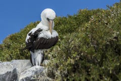 Nazca booby sitting on a rock stock photo Nazca booby sitting on a rock stock photo