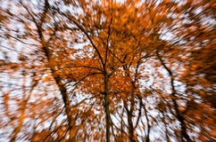 Composition of a tree and blurry background in autumn royalty free stock photography Composition of a tree and blurry background in autumn royalty free stock photography