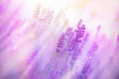 Nebbia nel campo di lavanda