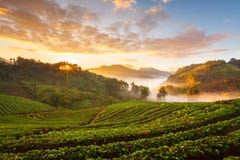 Nebelhafter Morgensonnenaufgang im Erdbeergarten an Doi-Angk-Fall moun