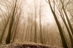 Nebelhafter Wald