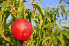 Nectarine rouge mûre sur l'arbre dans un verger un après-midi ensoleillé photographie stock Nectarine rouge mûre sur l'arbre dans un verger un après-midi ensoleillé photographie stock