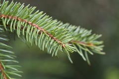 Needles Of A Pine Tree Stock Image