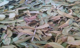 NEEM KE PATTE VAECTOR BACKGOUND arkivbilder NEEM KE PATTE VAECTOR BACKGOUND arkivbilder