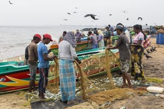 NEGOMBO, SRI LANKA - 30 NOVEMBRE : Les gens rassemblent les poissons secs et photo libre de droits NEGOMBO, SRI LANKA - 30 NOVEMBRE : Les gens rassemblent les poissons secs et photo libre de droits